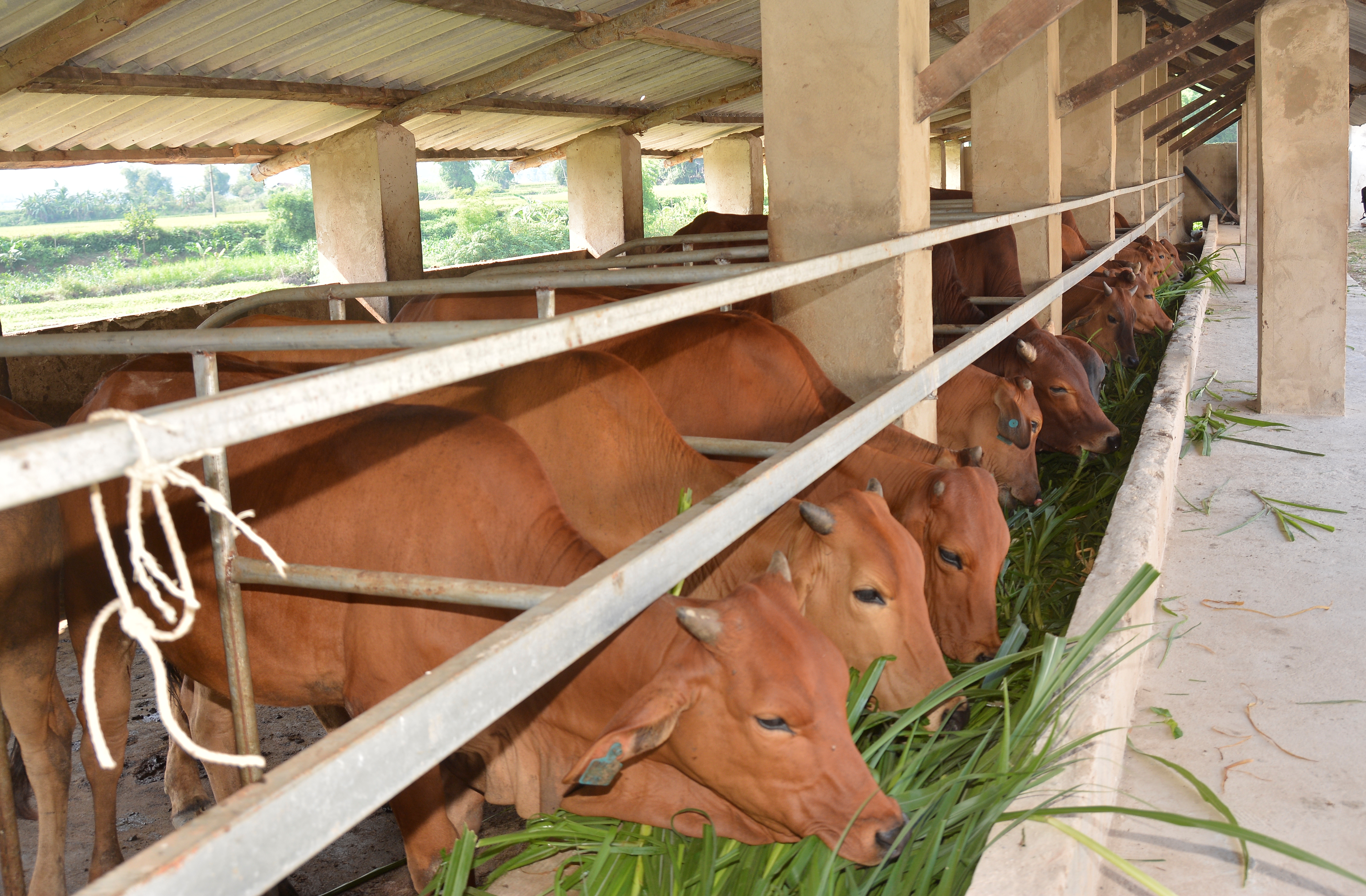 Trang trại bò thịt Đông Nam Á