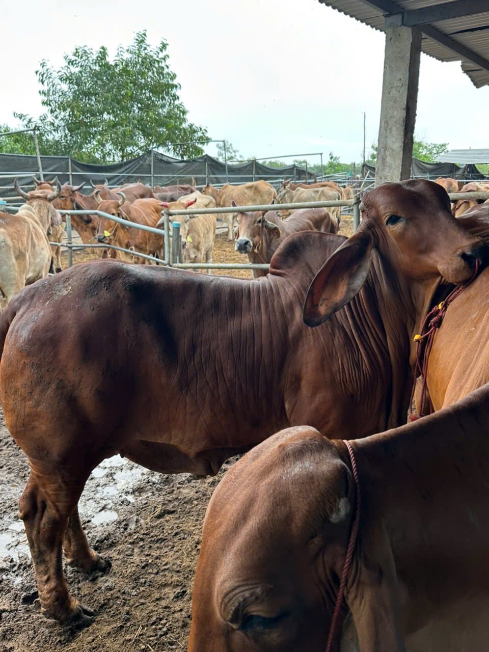 Trâu Bò Thịt - Lào