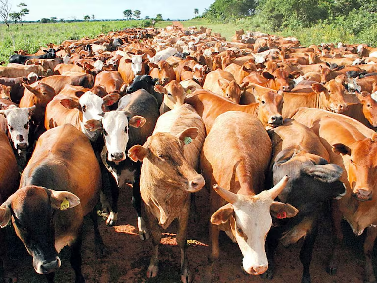 Trâu Bò Thịt - Lào