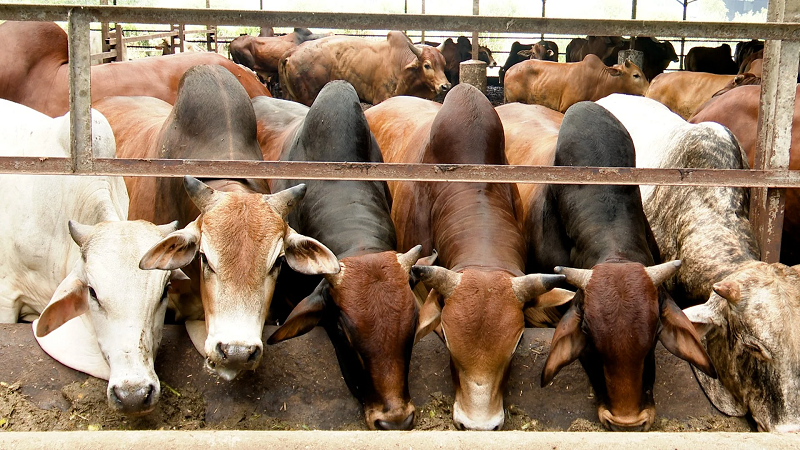 Bò thịt Thái Lan